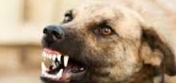 Anti Social Dog? - We have classes to help with this 07792 869653