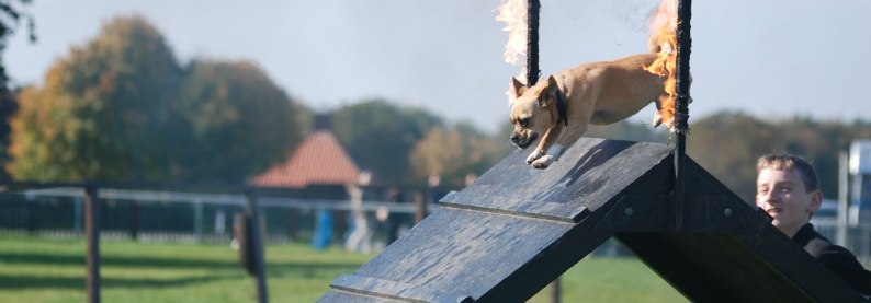 Andy.dog - dog training and probably the best dog display team based in Essex