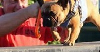 DTCE Agility Classes 07792 869653