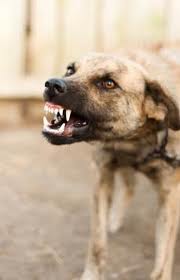 Andy Wilson- Anti-Social dog? - I can help 07792 869653