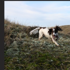 Andy Wilson - Photograph of naughty dog Boiley