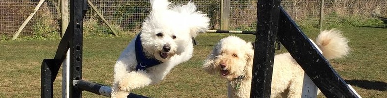 Fun Social classes and training classes 07792 869653 contact@andy.dog